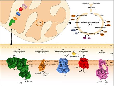 Mitochondria and respiratory chains .